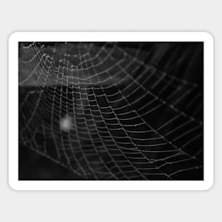 Spiderweb 1 Sticker